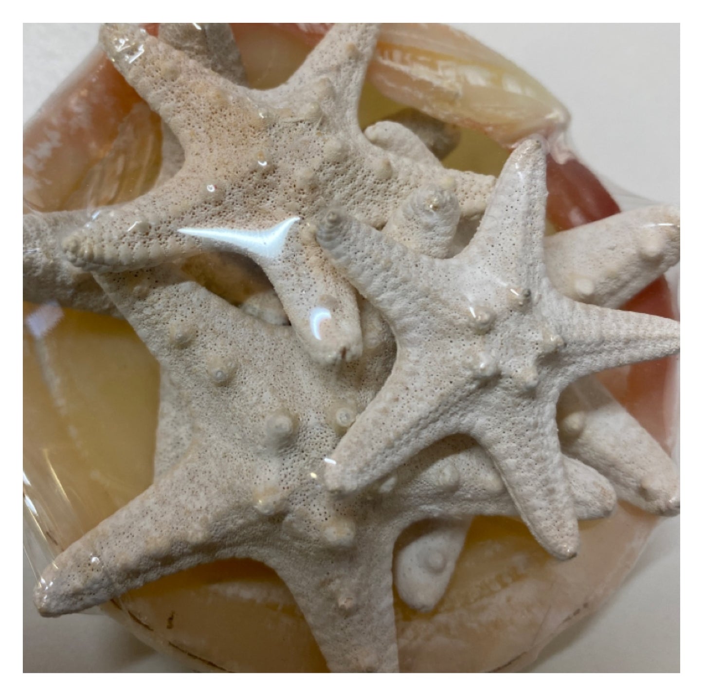 Ten Starfish Collection in Shell - The Renmy Store Homewares & Gifts 