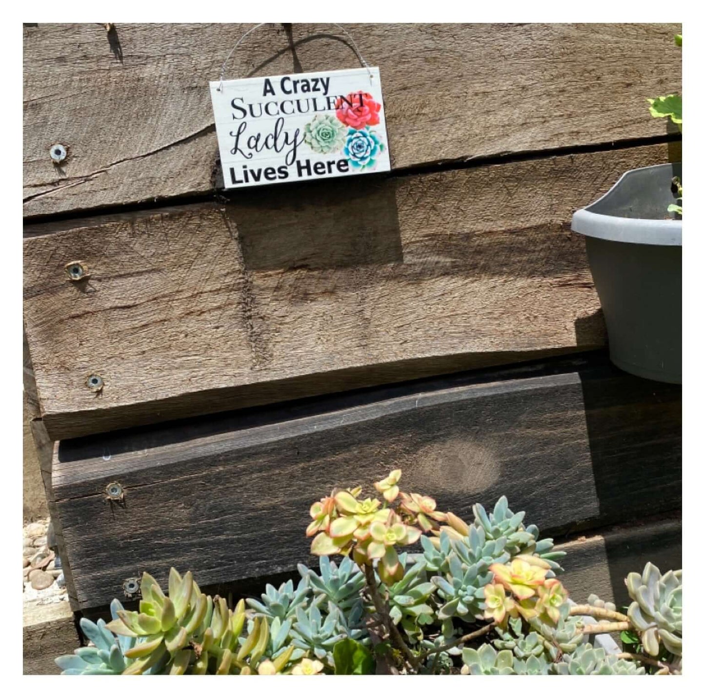 Crazy Succulent Lady Lives Here Sign - The Renmy Store Homewares & Gifts 