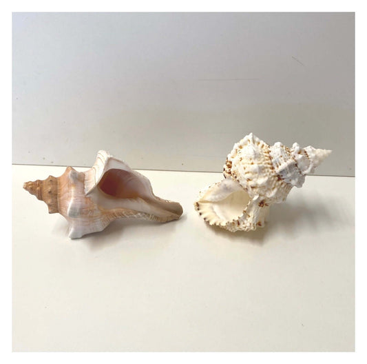 Beach Shell Collection H - The Renmy Store Homewares & Gifts 
