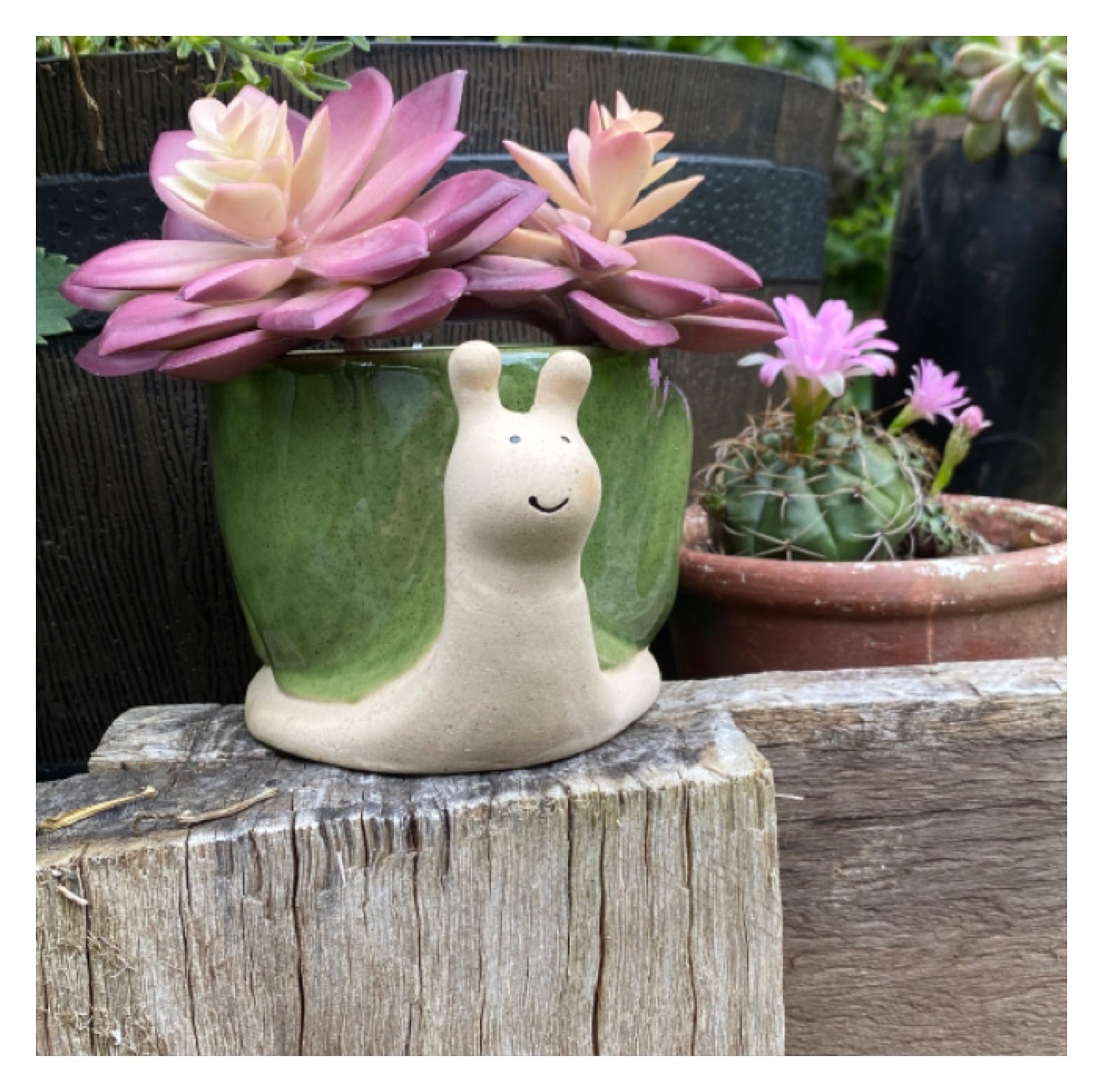 Snail Plant Pot Planter Olive Country - The Renmy Store Homewares & Gifts 