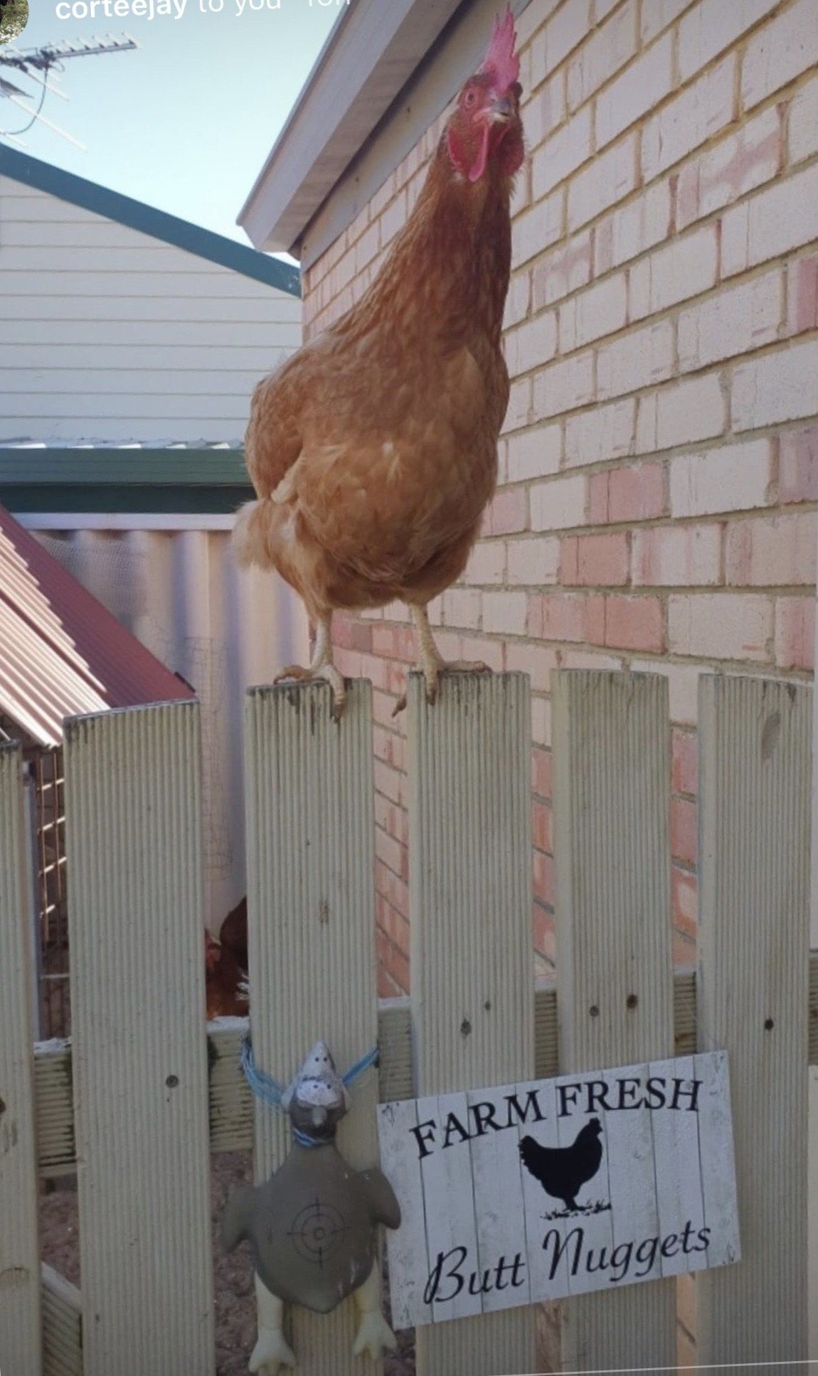 Farm Fresh Butt Nuggets Chicken Sign