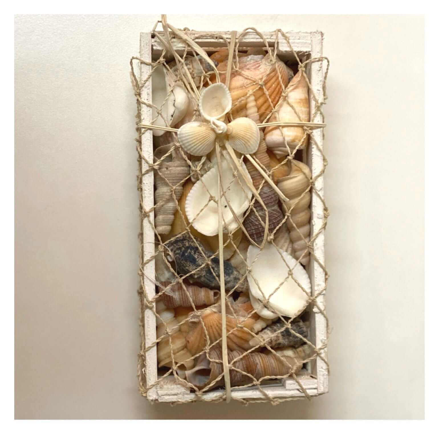Beach Shell Collection with Starfish Med - The Renmy Store Homewares & Gifts 