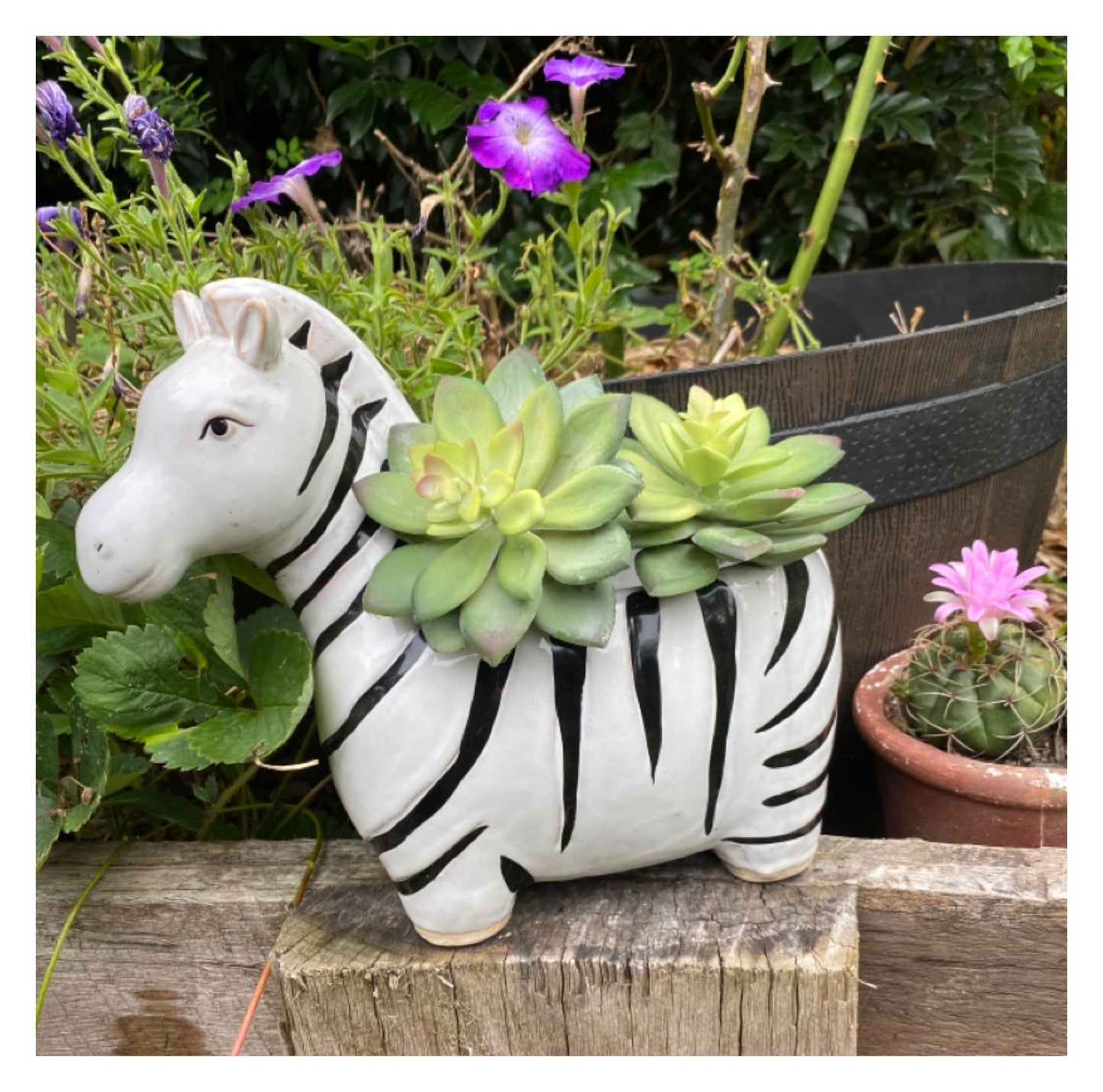 Zebra Leo Plant Pot Planter Garden - The Renmy Store Homewares & Gifts 