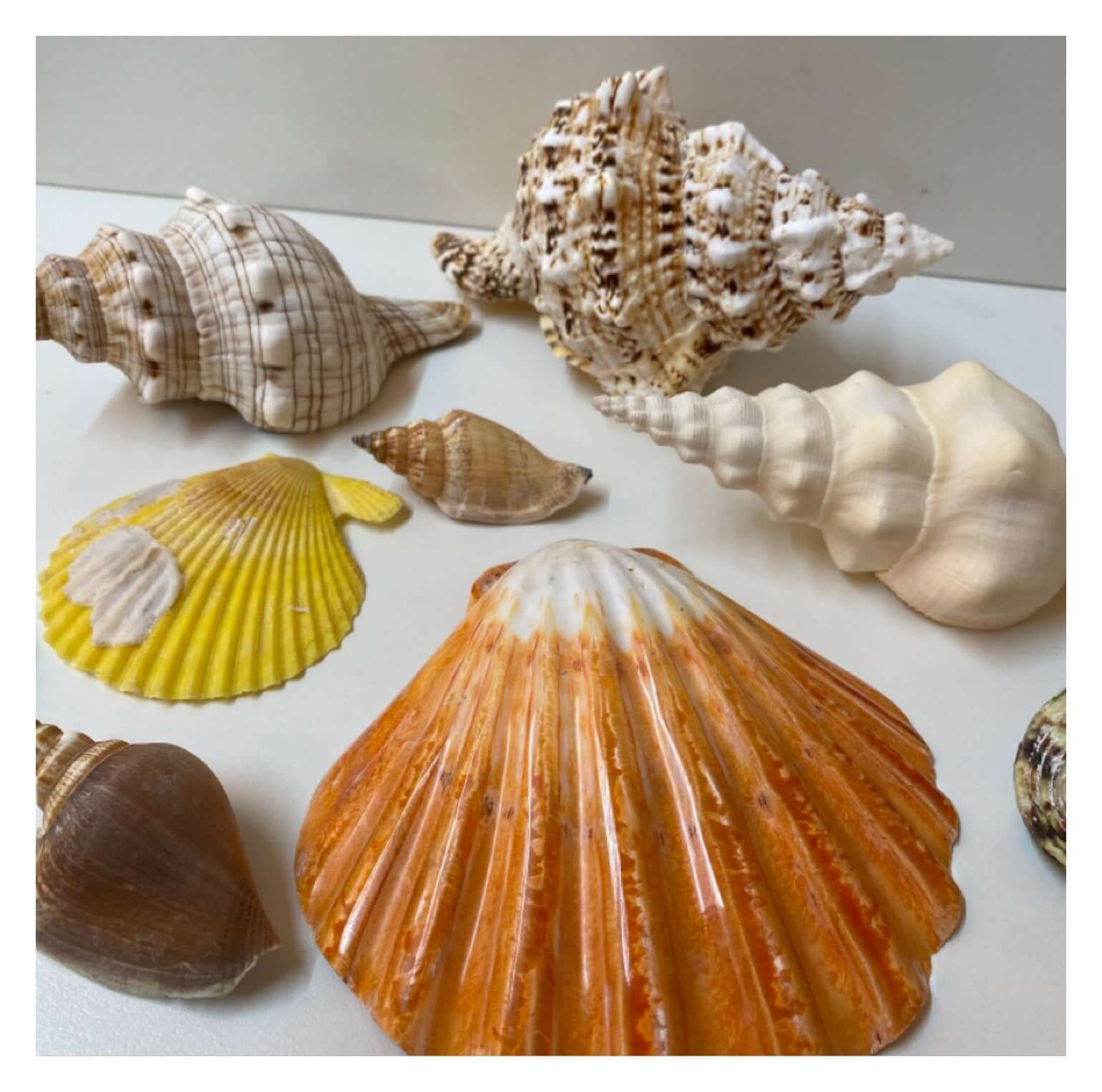 Beach Shell Collection B - The Renmy Store Homewares & Gifts 