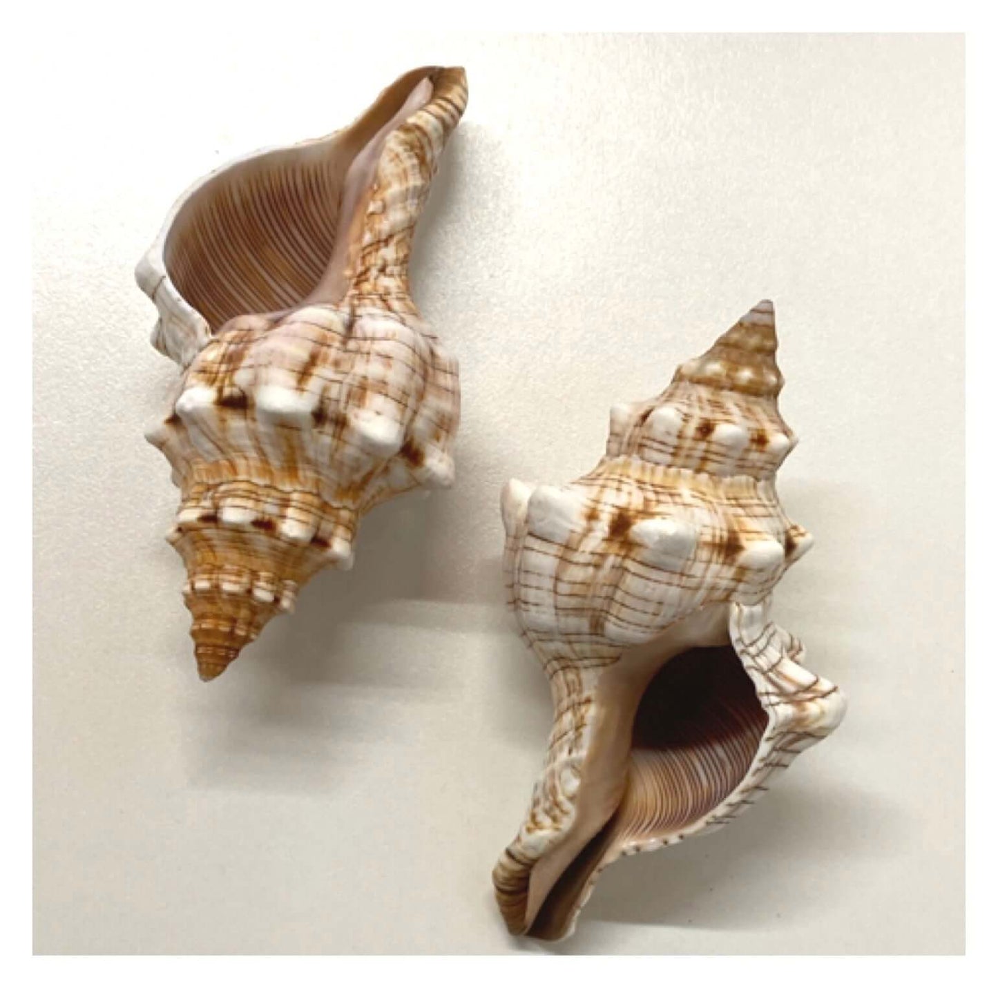 Beach Shell Collection I - The Renmy Store Homewares & Gifts 