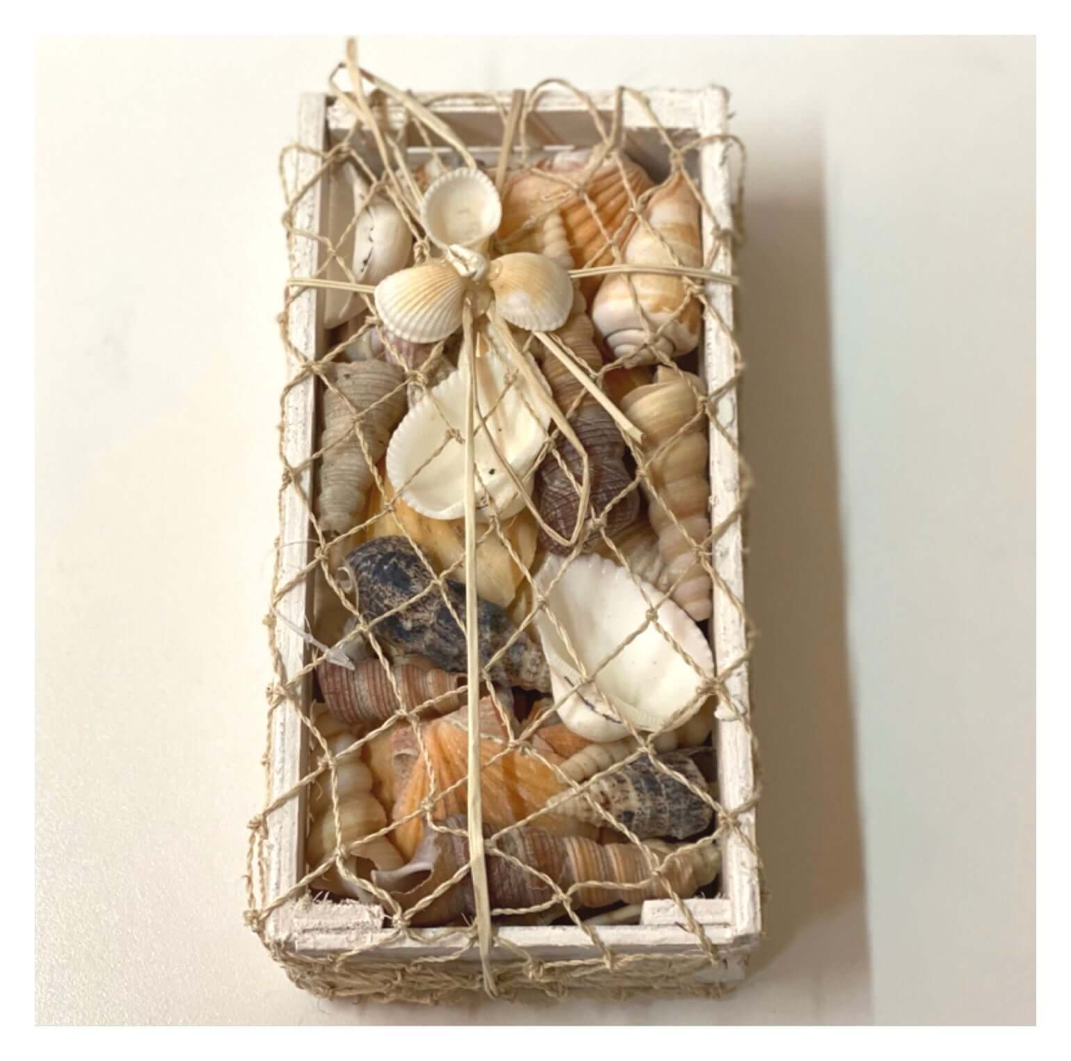 Beach Shell Collection with Starfish Med - The Renmy Store Homewares & Gifts 