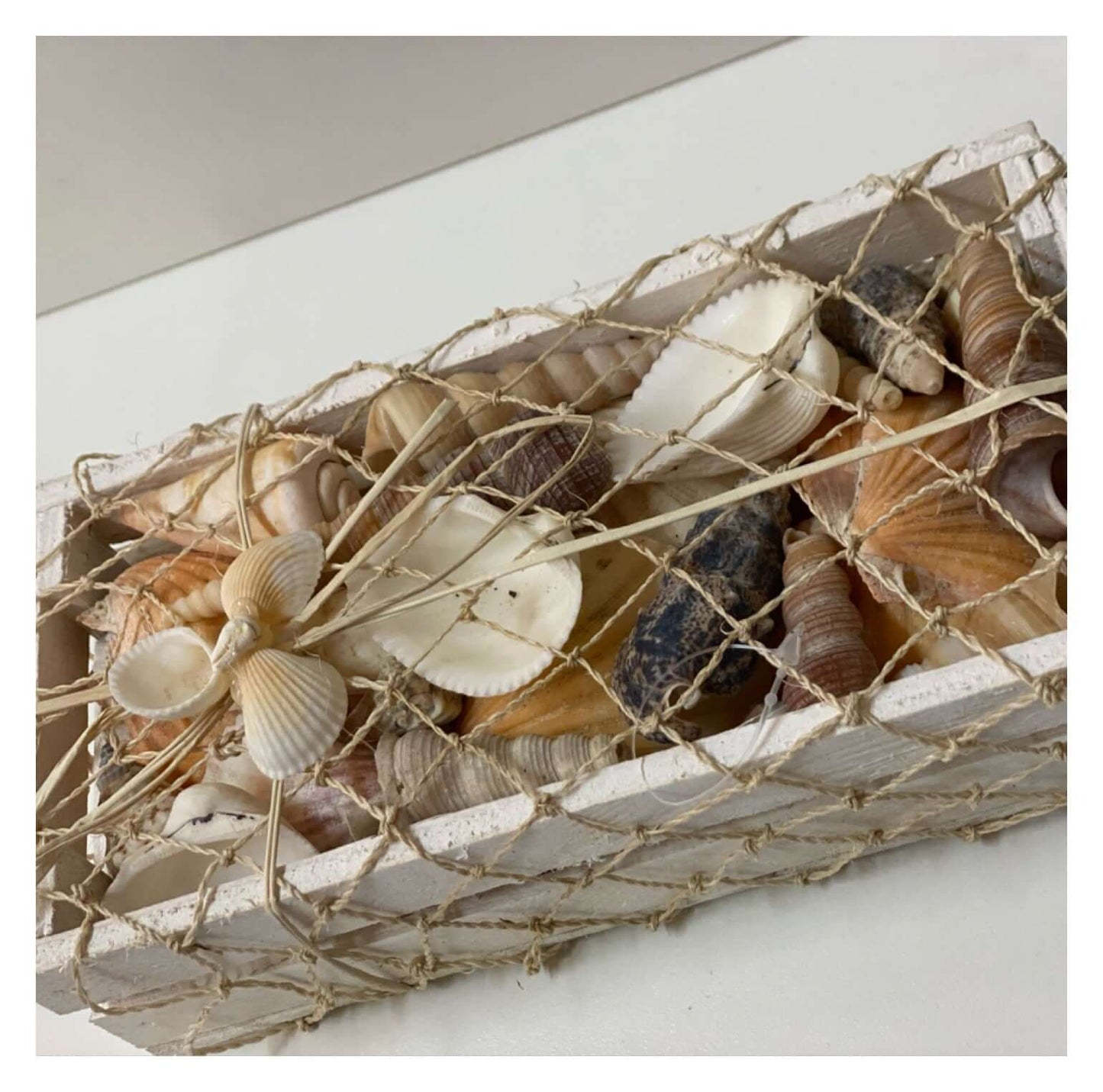 Beach Shell Collection with Starfish Med